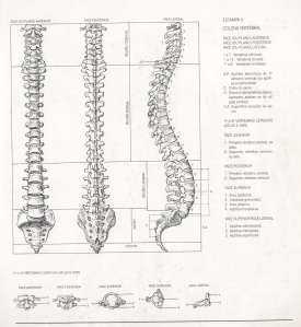 coluna-vertebral