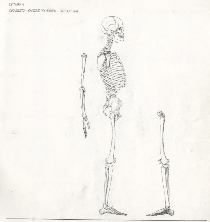 esqueleto21